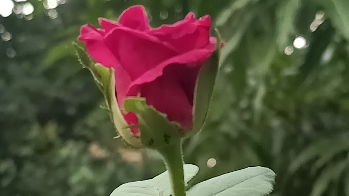 Close-up of a pink rose bud with green leaves in a garden, blurred foliage in the background.
