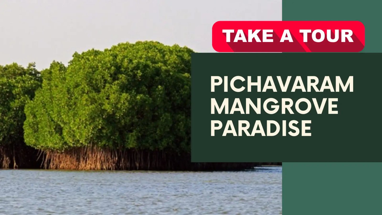 Pichavaram: A Mesmerizing Mangrove Paradise